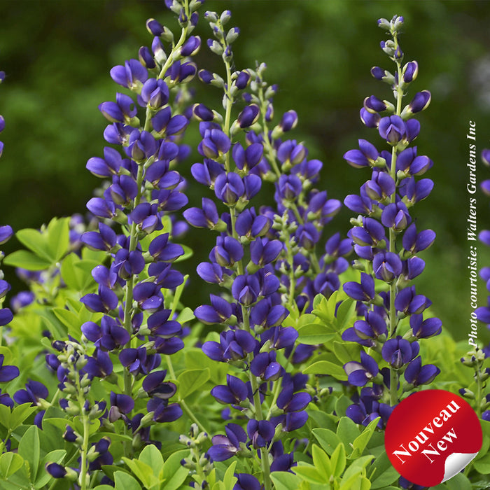 BAPTISIA DECADENCE® - SPARKLING SAPPHIRES