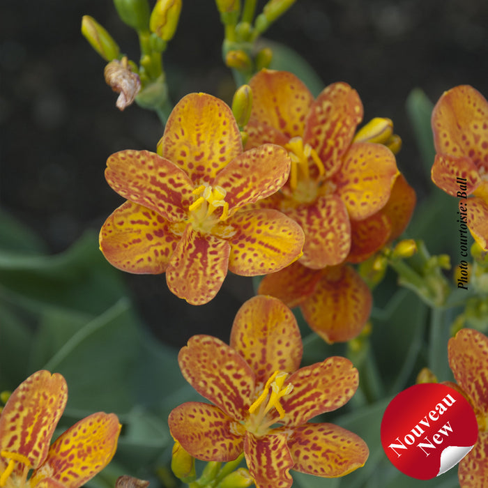 BELAMCANDA - FRECKLE FACE