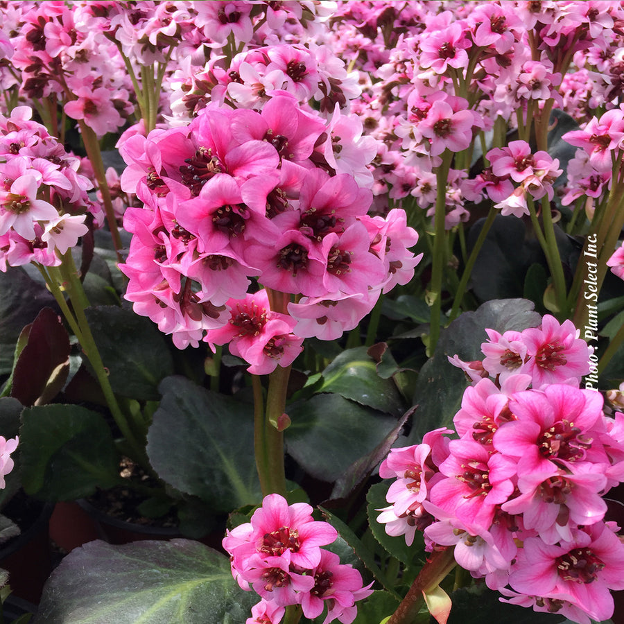 BERGENIA - DRAGONFLY SAKURA
