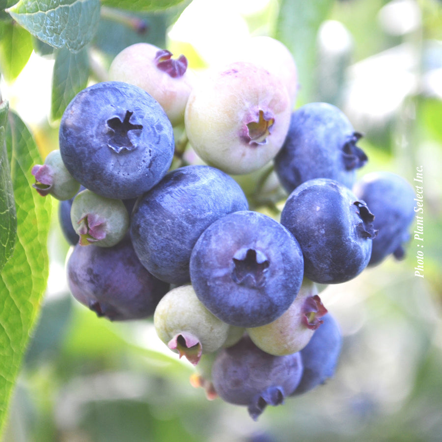 VACCINIUM - PATRIOT