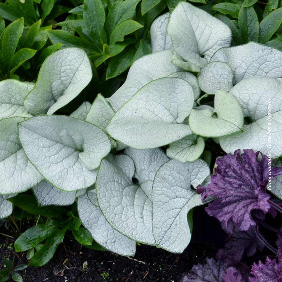 BRUNNERA - DAWSON'S WHITE