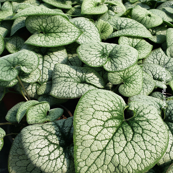 BRUNNERA - ALEXANDER'S GREAT