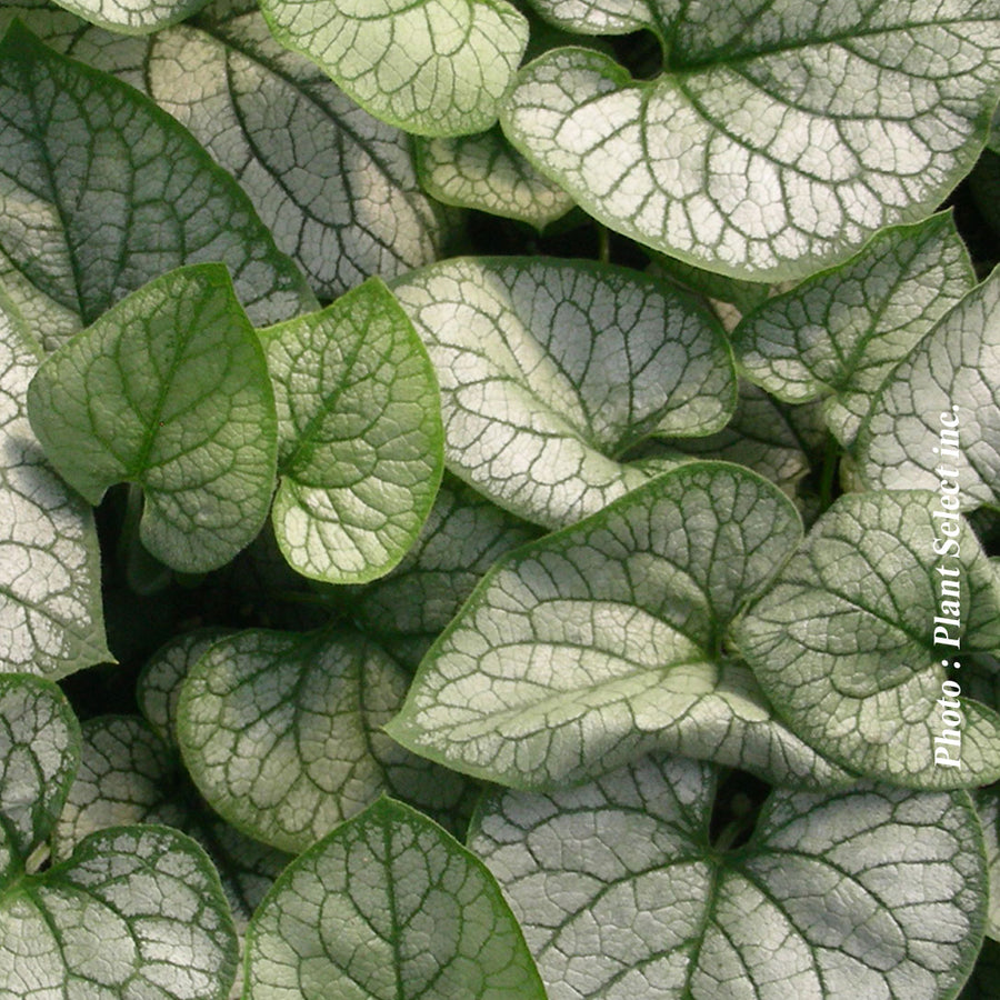 BRUNNERA - FROSTBITE