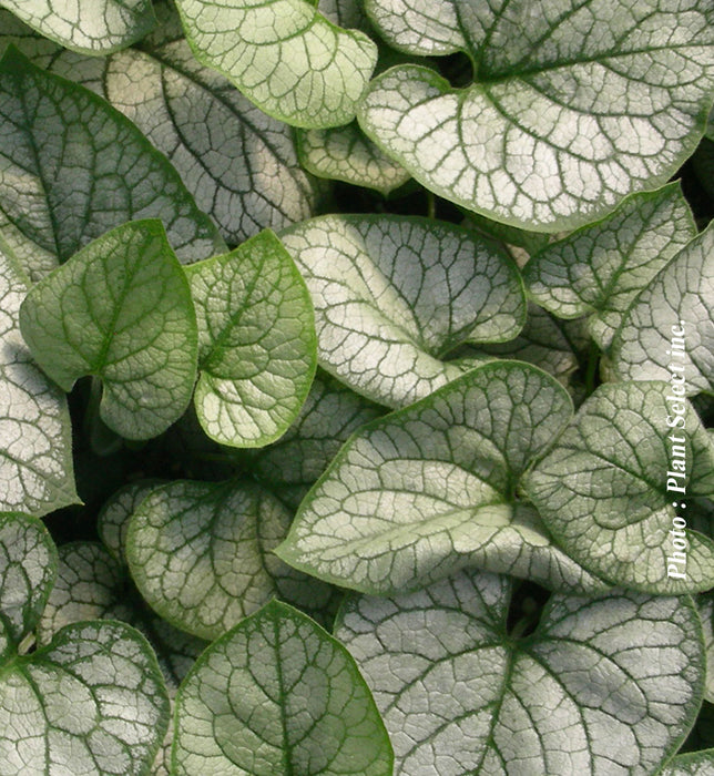 BRUNNERA - JACK FROST