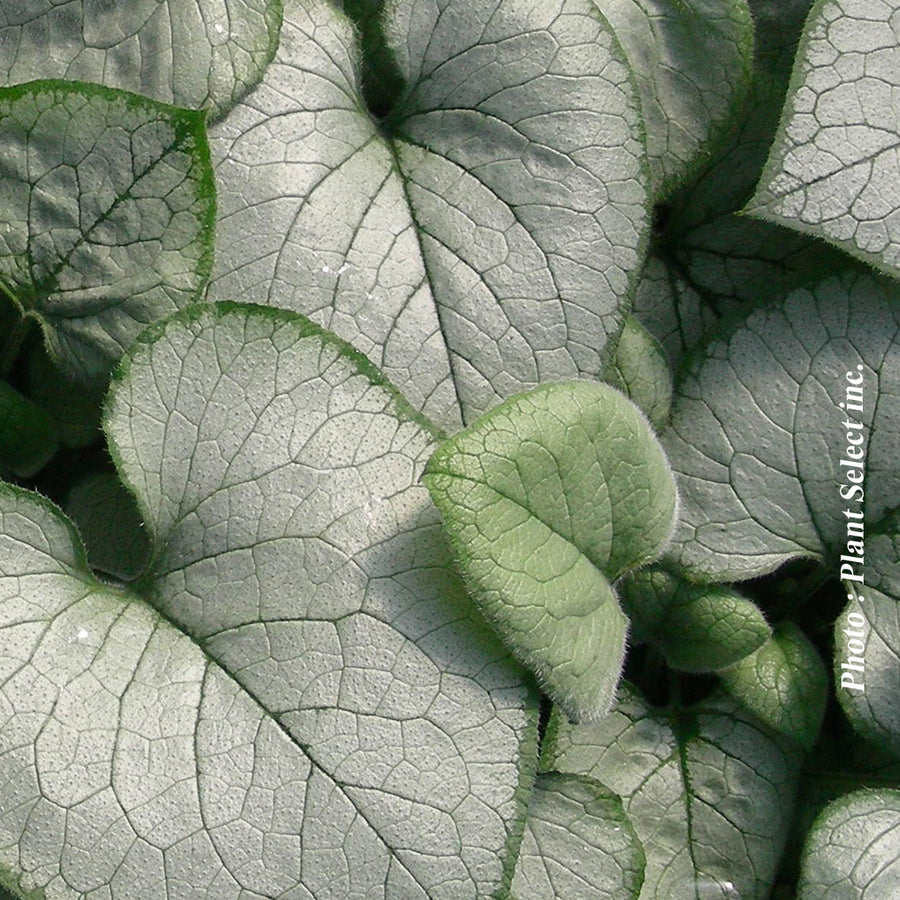 BRUNNERA - LOOKING GLASS
