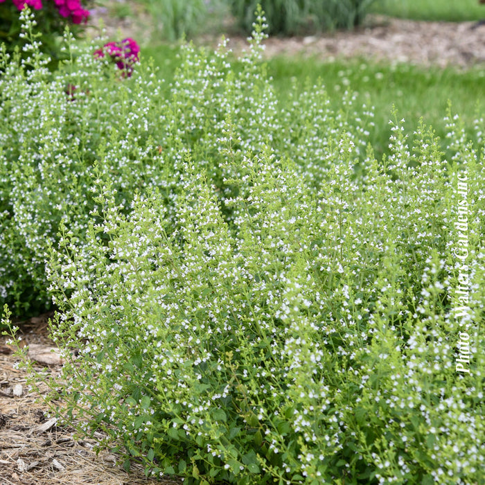 CALAMINTHA NEPETA