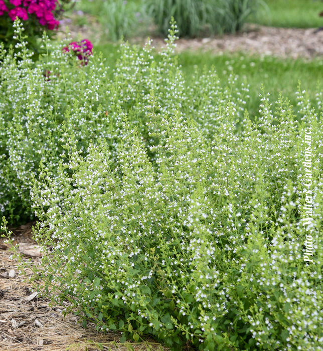 CALAMINTHA NEPETA