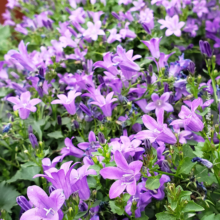 CAMPANULA BIRCH HYBRID