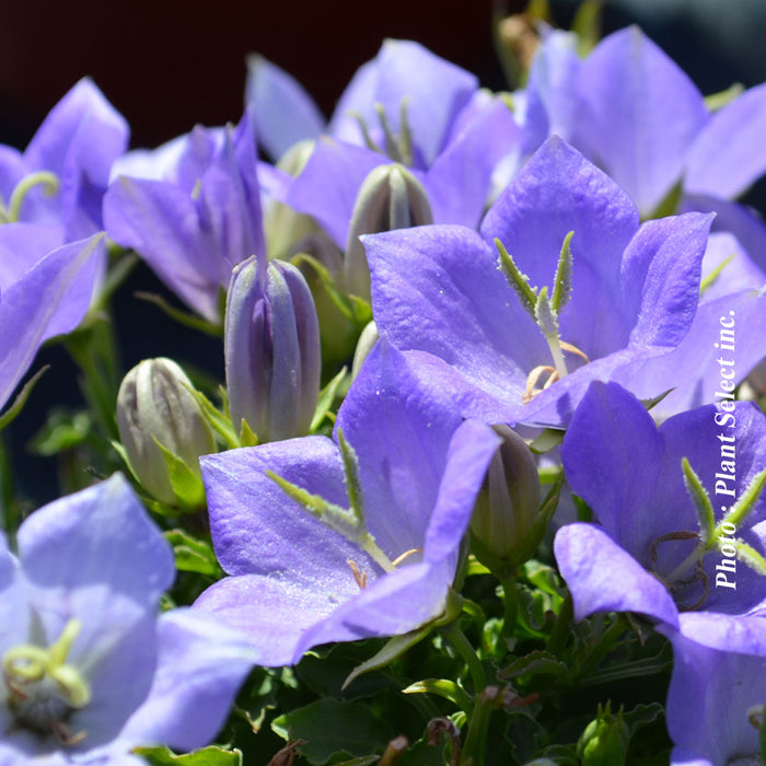 CAMPANULA - BLUE CLIPS