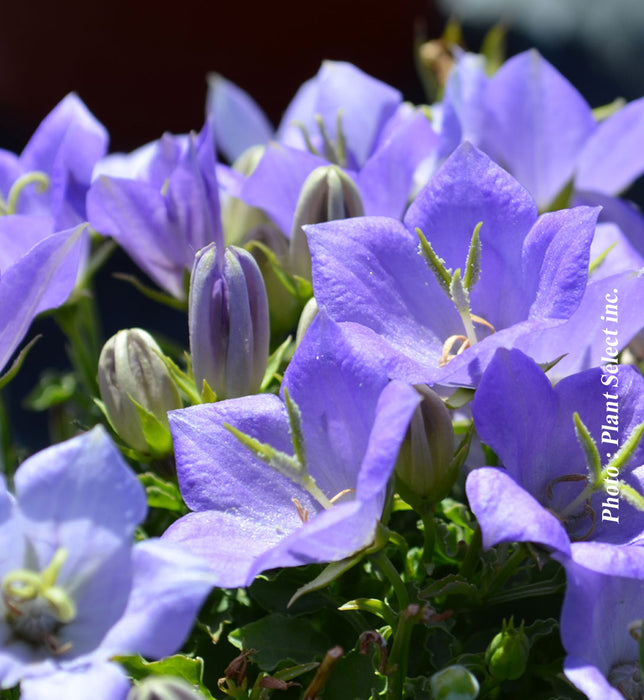 CAMPANULA - BLUE CLIPS