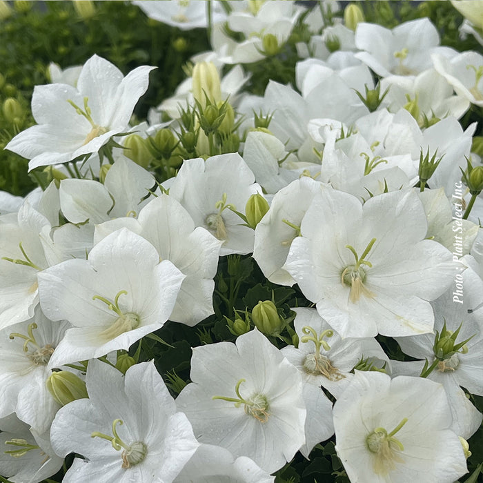 CAMPANULA - WHITE CLIPS