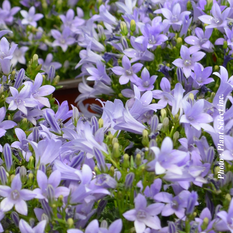 CAMPANULA - MURALIS CLOCKWISE
