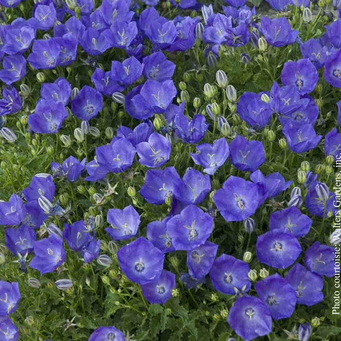 CAMPANULA CARPATICA - PEARL DEEP BLUE