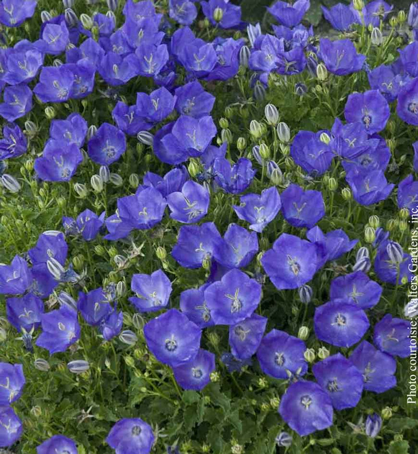 CAMPANULA CARPATICA - PEARL DEEP BLUE