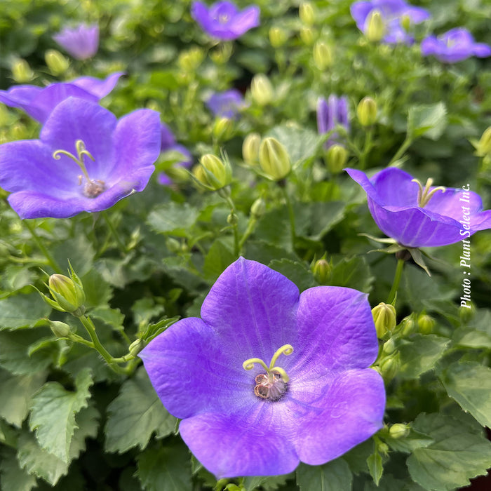 CAMPANULA - RAPIDO BLUE