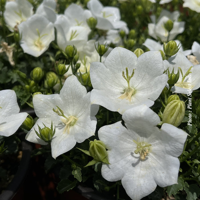 CAMPANULA - RAPIDO WHITE