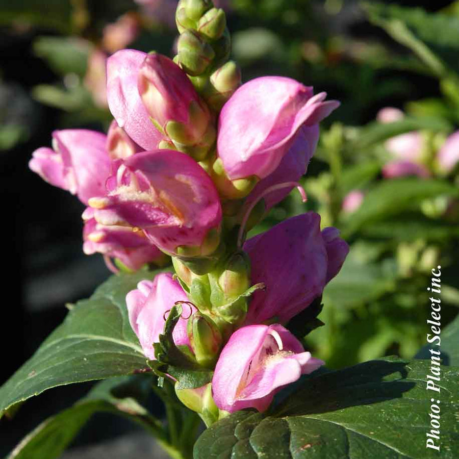 CHELONE OBLIQUA