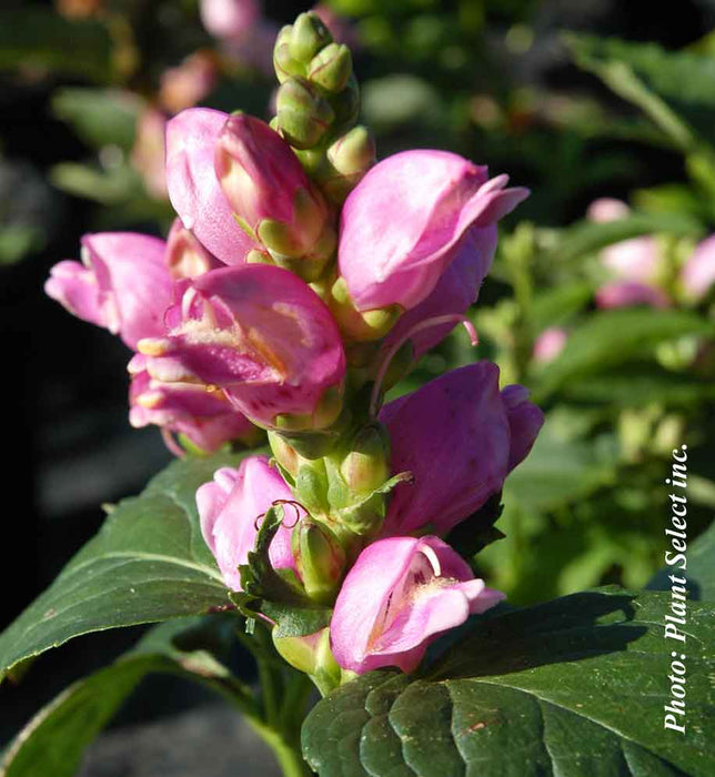CHELONE OBLIQUA