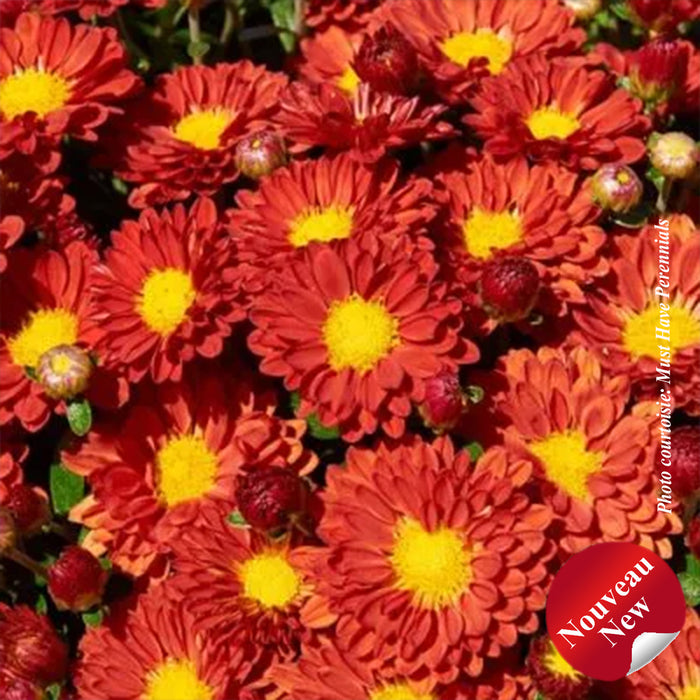 CHRYSANTHEMUM - FIREDANCE IGLOO