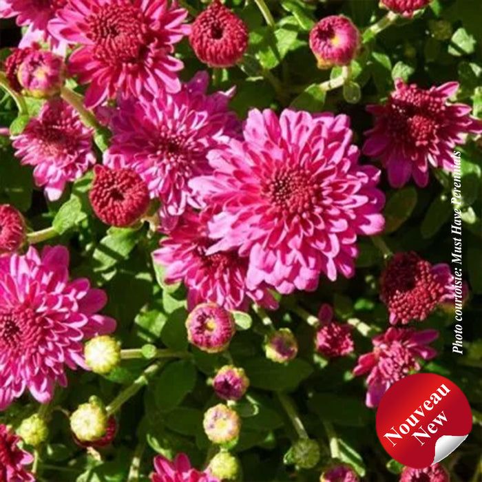 CHRYSANTHEMUM - ICE PINK IGLOO