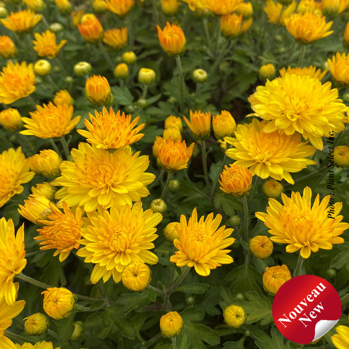 CHRYSANTHEMUM - SUNNY IGLOO