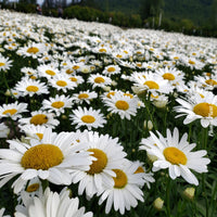 LEUCANTHEMUM X SUPERBUM - BECKY