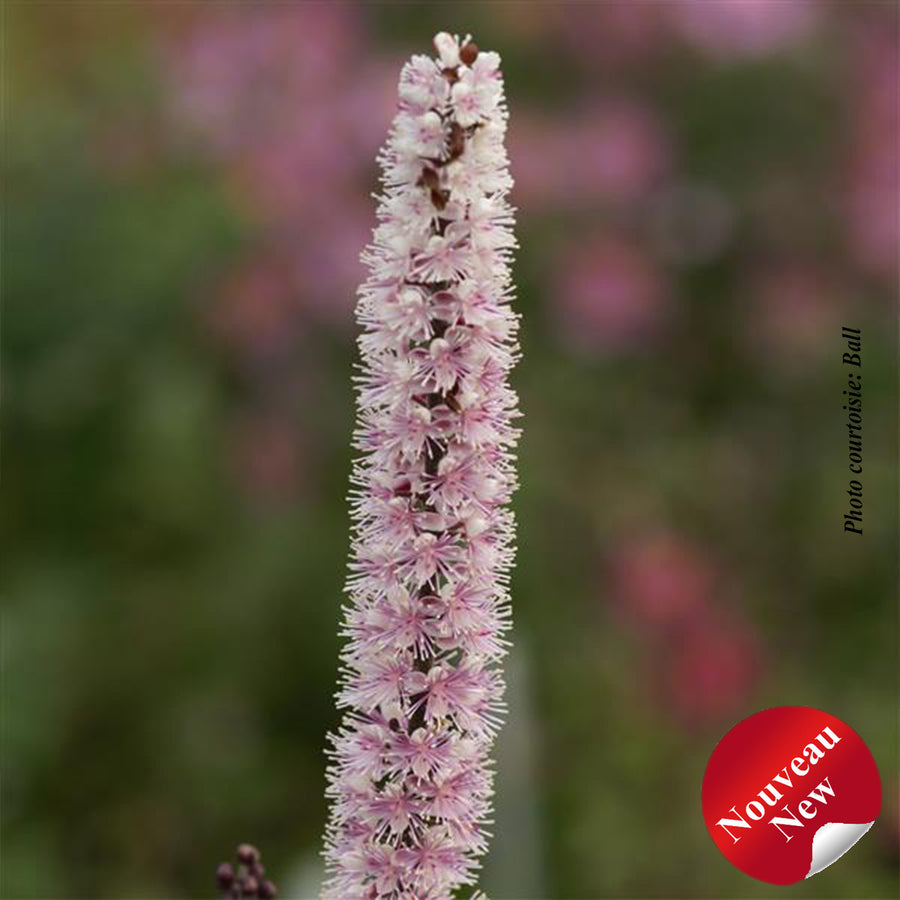 CIMICIFUGA PINK SPIKE