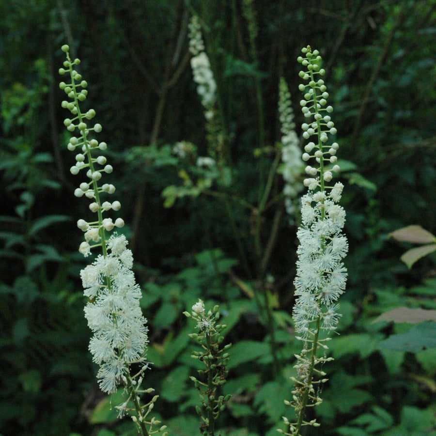 CIMICIFUGA - RACEMOSA