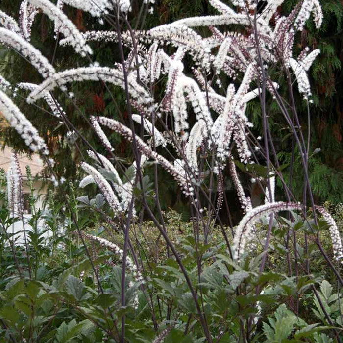 CIMICIFUGA - ATROPURPUREA