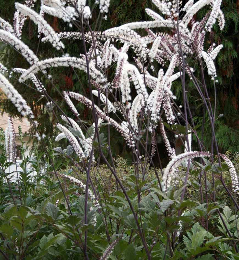CIMICIFUGA - ATROPURPUREA