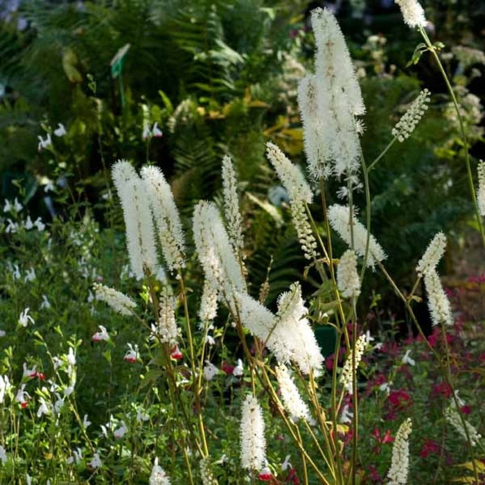 CIMICIFUGA - WHITE PEARL