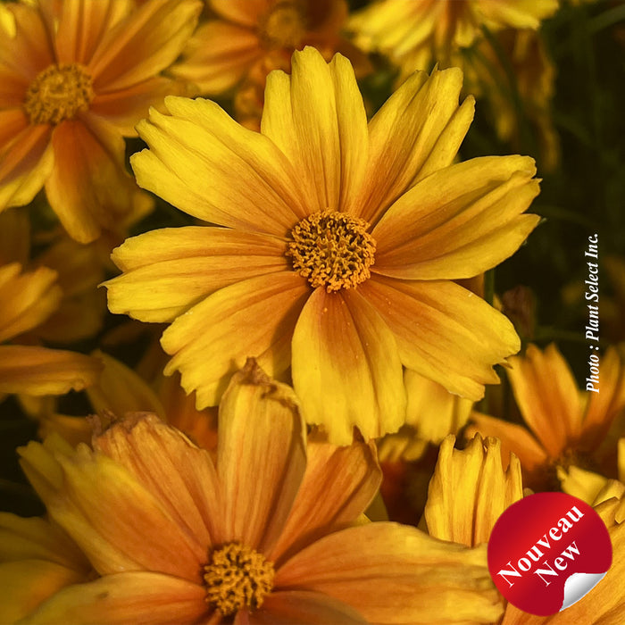 COREOPSIS LI'L BANG™ - DARLING CLEMENTINE