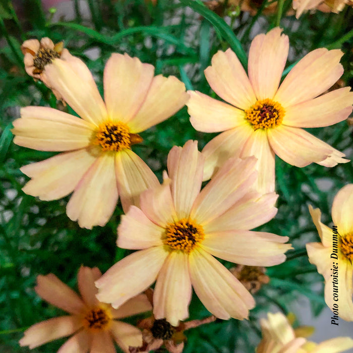 COREOPSIS FALL SENSATION SANDSTONE