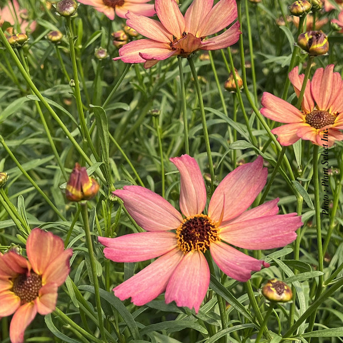COREOPSIS FALL SENSATION QUARTZ