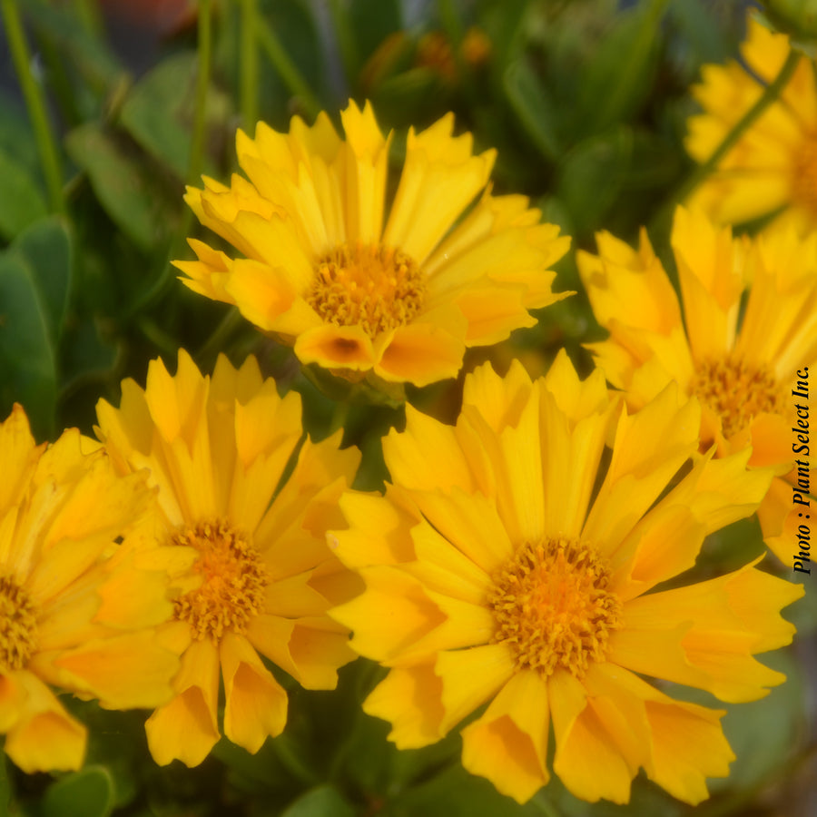 COREOPSIS - JETHRO TULL