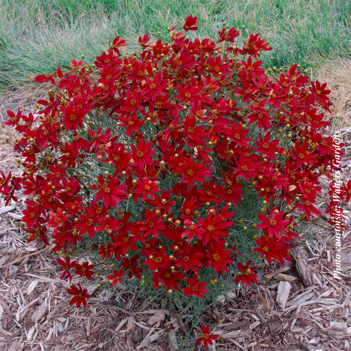 COREOPSIS SIZZLE AND SPICE™ - HOT PAPRIKA