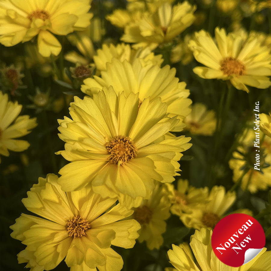 COREOPSIS - LEADING LADY SOPHIA