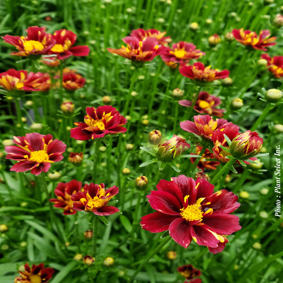 COREOPSIS LI'L BANG™ - RED ELF