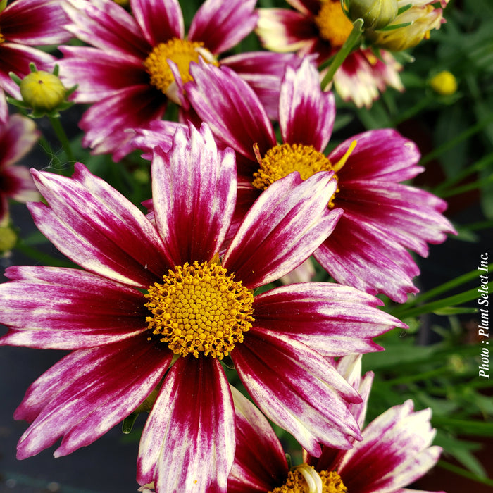 COREOPSIS LI'L BANG™ - STARLIGHT