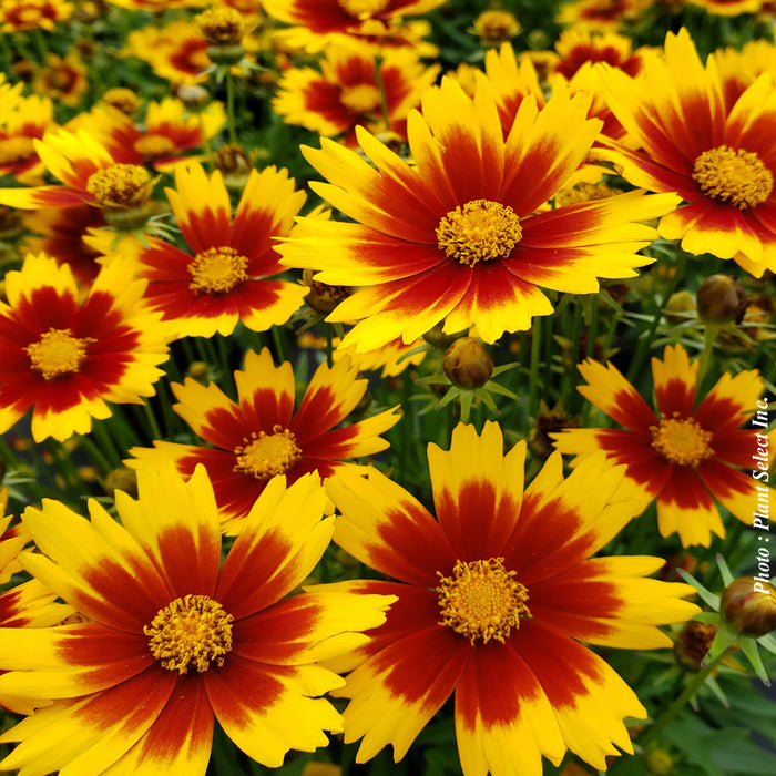 COREOPSIS - UPTICK™ GOLD BRONZE