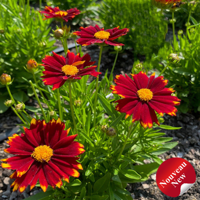 COREOPSIS UPTICK™ RED