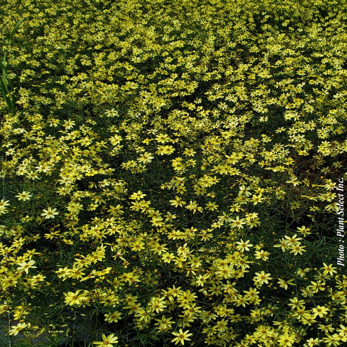 COREOPSIS - MOONBEAM