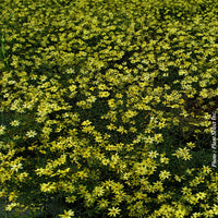 COREOPSIS VERTICILLATA - MOONBEAM