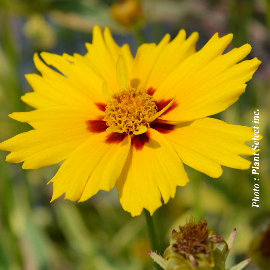 COREOPSIS - TEQUILA SUNRISE