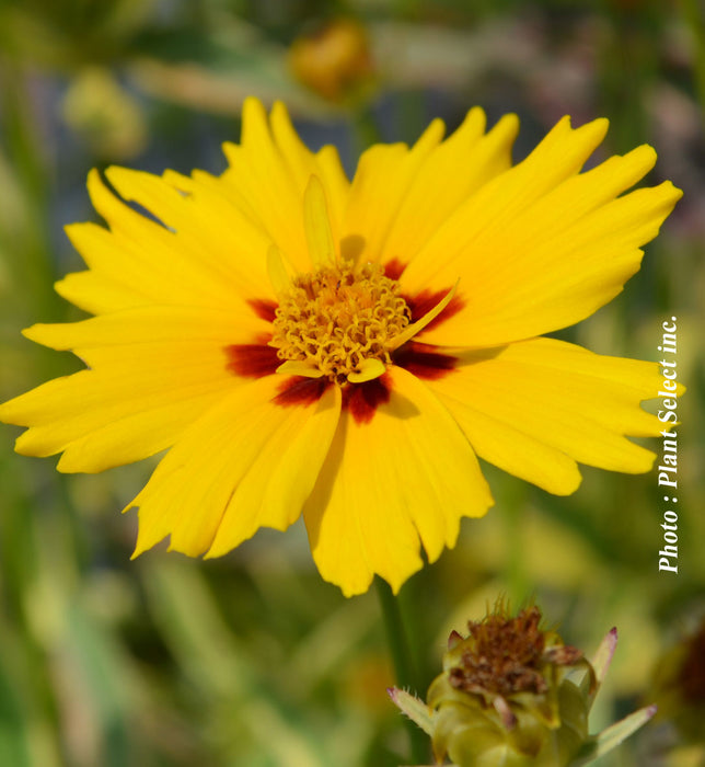COREOPSIS - TEQUILA SUNRISE