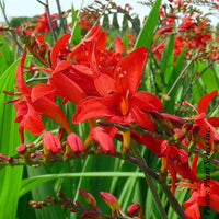 CROCOSMIA - LUCIFER