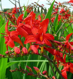 CROCOSMIA - LUCIFER