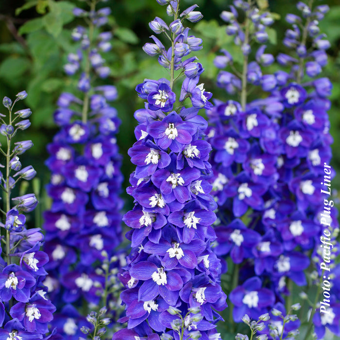 DELPHINIUM DELGENIUS - BLUE FABULOSA