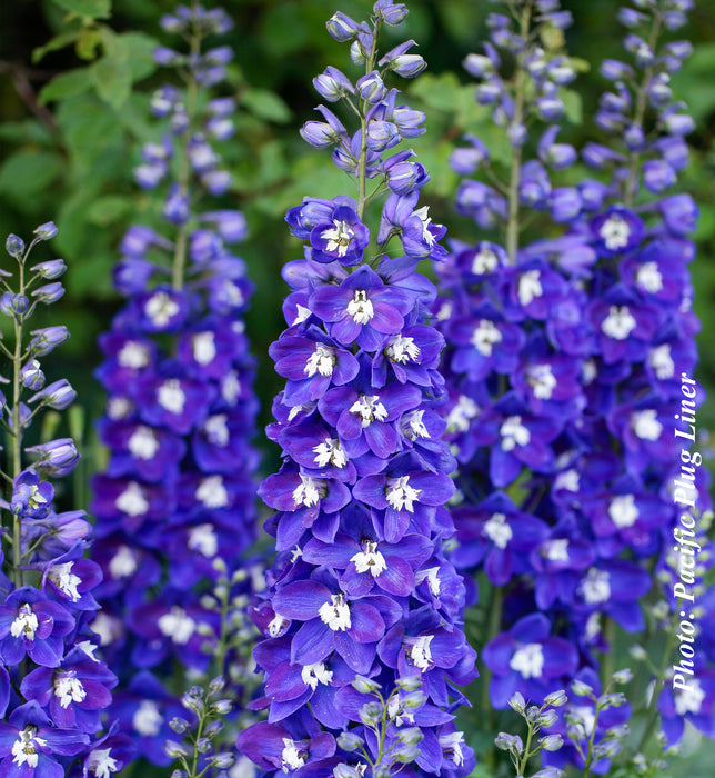 DELPHINIUM DELGENIUS - BLUE FABULOSA