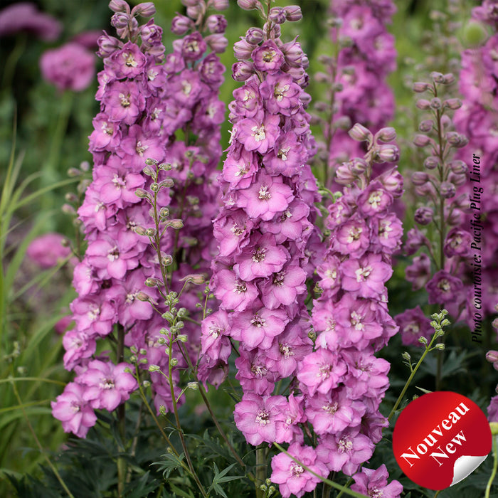 DELPHINIUM DELGENIUS - CHANTAY